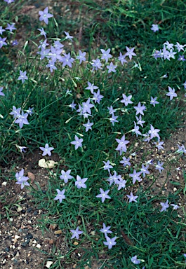 APII jpeg image of Wahlenbergia graniticola  © contact APII