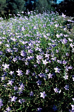 APII jpeg image of Wahlenbergia luteola  © contact APII