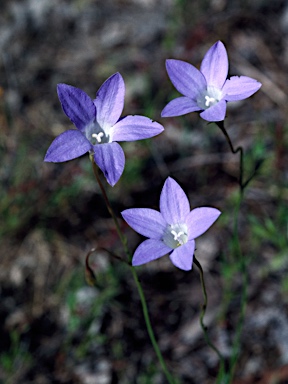 APII jpeg image of Wahlenbergia stricta subsp. stricta  © contact APII