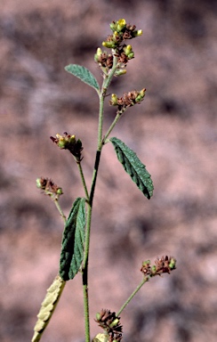 APII jpeg image of Waltheria indica  © contact APII