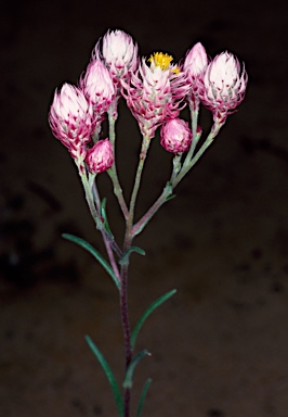 APII jpeg image of Waitzia acuminata var. albicans  © contact APII