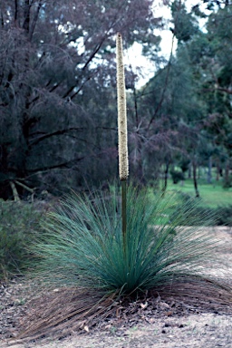 APII jpeg image of Xanthorrhoea glauca subsp. angustifolia  © contact APII