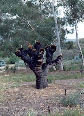 APII jpeg image of Xanthorrhoea glauca  © contact APII