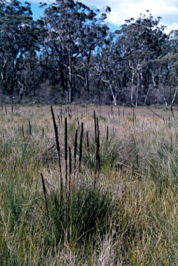 APII jpeg image of Xanthorrhoea resinosa  © contact APII