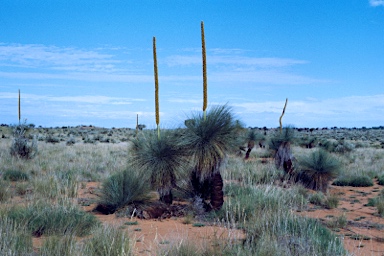 APII jpeg image of Xanthorrhoea thorntonii  © contact APII