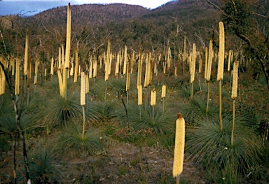 APII jpeg image of Xanthorrhoea australis  © contact APII