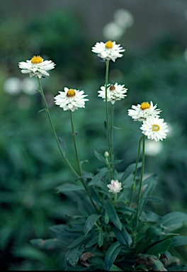 APII jpeg image of Xerochrysum macranthum  © contact APII