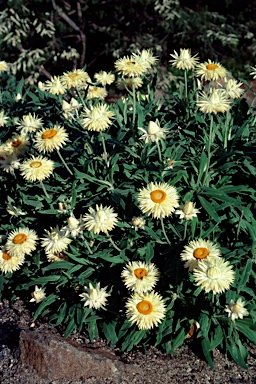 APII jpeg image of Xerochrysum bracteatum 'Cockatoo'  © contact APII