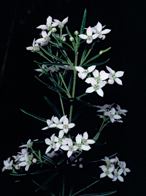 APII jpeg image of Zieria fraseri subsp. robusta  © contact APII