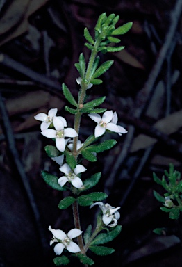 APII jpeg image of Zieria odorifera subsp. odorifera  © contact APII