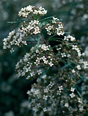APII jpeg image of Zieria tuberculata  © contact APII
