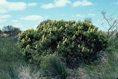 APII jpeg image of Banksia attenuata  © contact APII