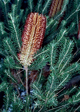 APII jpeg image of Banksia ericifolia subsp. macrantha  © contact APII