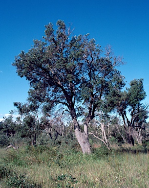 APII jpeg image of Banksia integrifolia  © contact APII