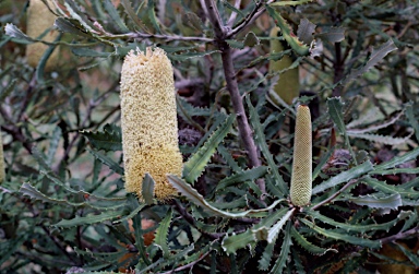 APII jpeg image of Banksia pilostylis  © contact APII