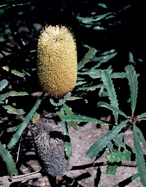 APII jpeg image of Banksia pilostylis  © contact APII