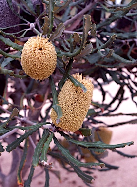 APII jpeg image of Banksia pilostylis  © contact APII