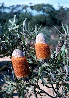 APII jpeg image of Banksia prionotes  © contact APII