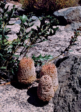 APII jpeg image of Banksia repens  © contact APII