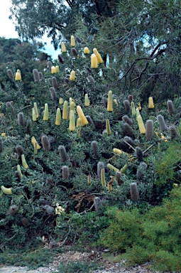 APII jpeg image of Banksia sceptrum  © contact APII