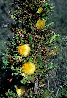 APII jpeg image of Banksia falcata  © contact APII