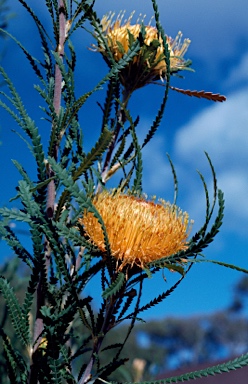 APII jpeg image of Banksia formosa  © contact APII