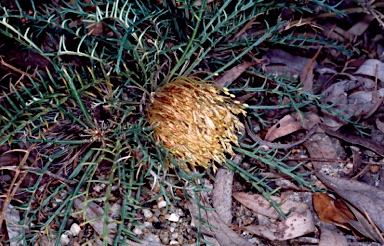 APII jpeg image of Banksia fraseri var. fraseri  © contact APII