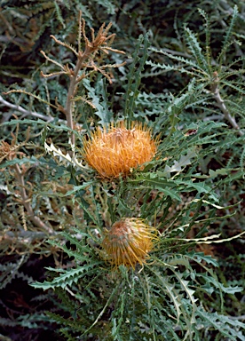 APII jpeg image of Banksia nobilis  © contact APII