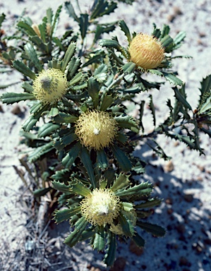 APII jpeg image of Banksia obovata  © contact APII