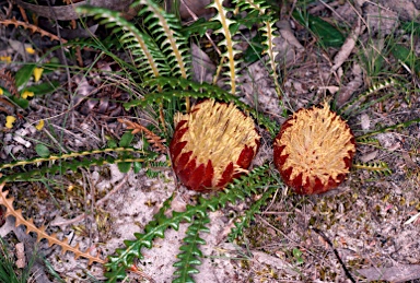 APII jpeg image of Banksia obtusa  © contact APII