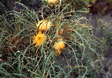 APII jpeg image of Banksia prolata subsp. archeos  © contact APII