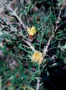 APII jpeg image of Banksia purdieana  © contact APII