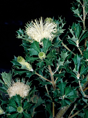 APII jpeg image of Banksia sessilis var. cygnorum  © contact APII