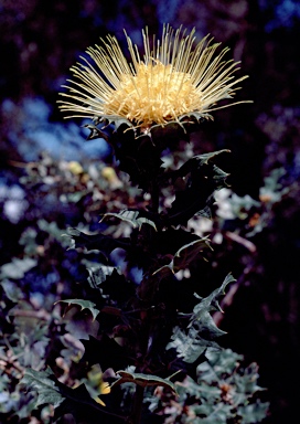 APII jpeg image of Banksia undata  © contact APII