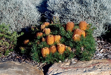 APII jpeg image of Banksia spinulosa 'Birthday Candles'  © contact APII