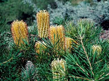 APII jpeg image of Banksia spinulosa 'Birthday Candles'  © contact APII