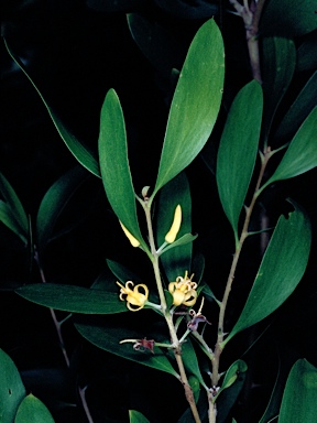 APII jpeg image of Persoonia amaliae  © contact APII