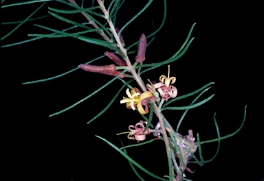 APII jpeg image of Persoonia curvifolia  © contact APII