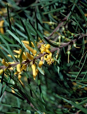 APII jpeg image of Persoonia linearis  © contact APII