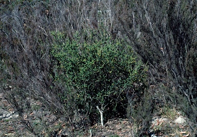 APII jpeg image of Persoonia microphylla  © contact APII