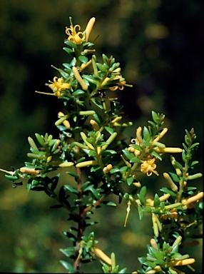 APII jpeg image of Persoonia oxycoccoides  © contact APII