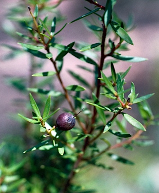 APII jpeg image of Persoonia recedens  © contact APII