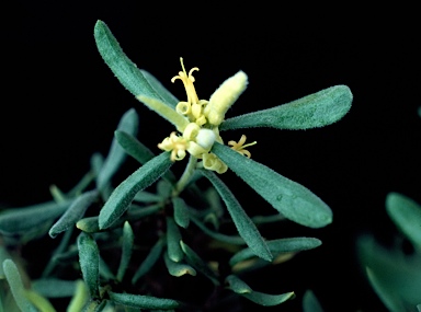 APII jpeg image of Persoonia rigida  © contact APII