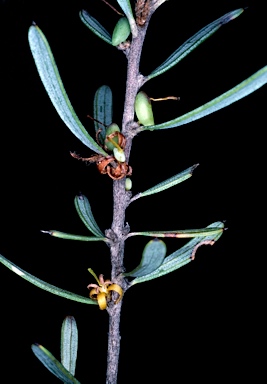 APII jpeg image of Persoonia rufiflora  © contact APII