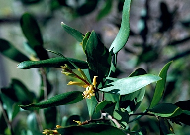APII jpeg image of Persoonia stradbrokensis  © contact APII