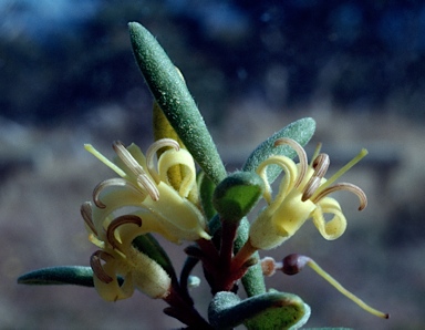 APII jpeg image of Persoonia subvelutina  © contact APII