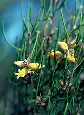 APII jpeg image of Persoonia teretifolia  © contact APII