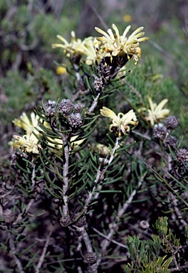 APII jpeg image of Petrophile brevifolia  © contact APII