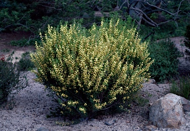 APII jpeg image of Petrophile squamata subsp. squamata  © contact APII