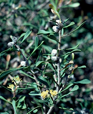 APII jpeg image of Petrophile squamata subsp. Ravensthorpe (E.M.Bennett 2597  © contact APII